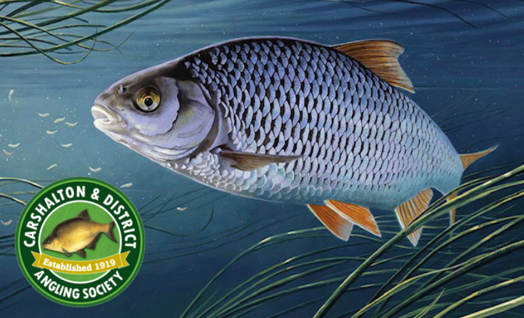 Mr Whippy's fishing escapades & tackle reviews - Carshalton & District  Angling Society